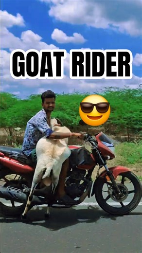 Riding with a Goat: Just a Normal Day in India