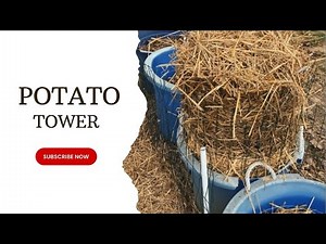 Building a Potato Tower from Leftover Seed Potatoes | Easy Bucket Method for Spring Planting