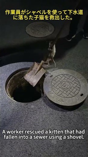 Construction worker hears kitten meowing in sewer, then something magical happens.....