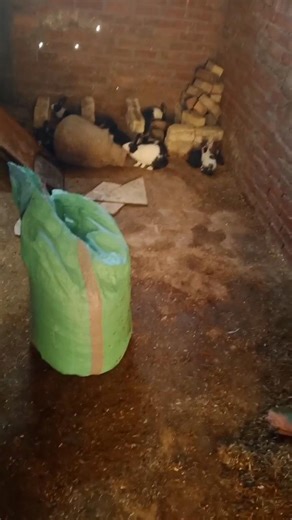 لقد جاء وقت التعديل#rabbit تابعني تستفيد وتشوف مناظر جميله ♥️💫👍💫