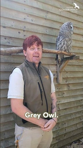 Great Grey Owls depend on forests