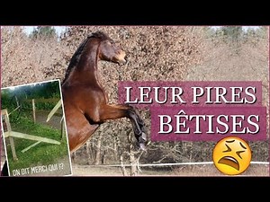 LEUR PIRE BÊTISE - Storytime