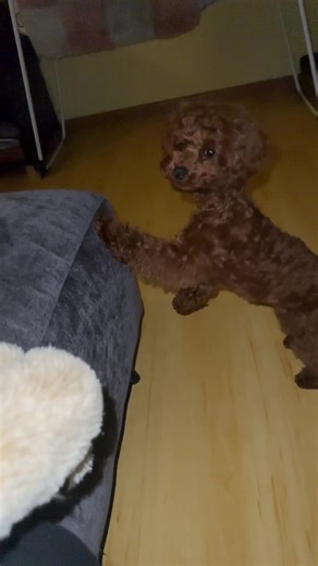 Toy Poodle or Baby Shark? A Surprising Pet Reveal