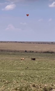 545K views · 4.5K reactions | Successful wildebeest hunt for one of the young lioness. This female in particular is a very accomplished hunter, we’ve seen her capable of hunting on her own for a couple months now. | Aj Kenya Safaris Ltd | Facebook