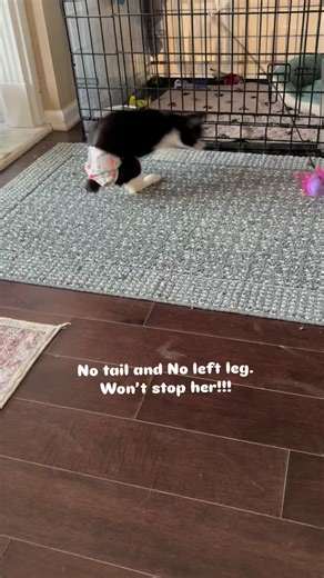 Daisy is a tiny miracle who was found abandoned in a box outside a vet clinic at around four weeks old, she faced a severe leg deformity which affected her tail. Cat Tales stepped in to give her the care she desperately needed, ultimately removing her left leg and tail. Watching her zoom around without hesitation, you’d never know how rough her start was. Though Daisy will need to wear a diaper for life, her spirit is unstoppable — and she will be looking for a loving adopter to help her continu