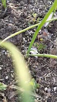 ホーム玉ねぎ🧅種球作り と、玉ねぎの種取り🧅07/04/30