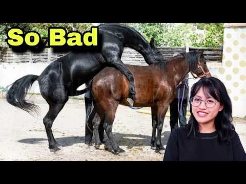 The Horse Breeding Process You’ve Never Seen The natural horse mating process