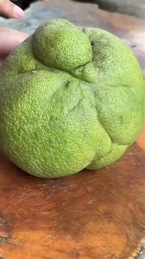 Exploring Unique Fruits in the United Kingdom