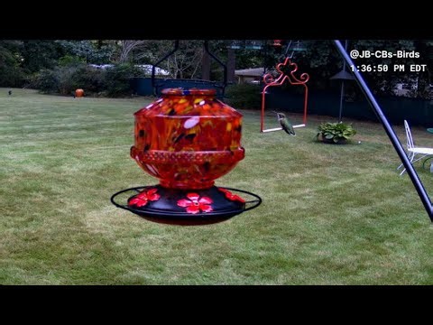 LIVE - In The Garden with Hummingbirds, Chipmunks, Cardinals, Woodpeckers & Friends