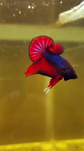 Essential Betta Fish Care Tips for Enthusiasts