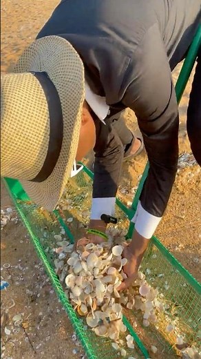 The Most Perfect Shells I’ve Ever Found! (Beachcombing 2026) 😍