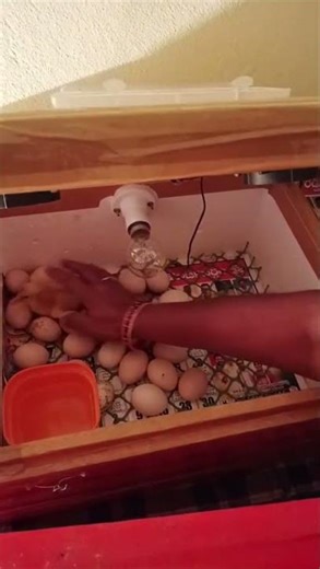 Duck Egg Hatching After 28 Days | Emotional Farm Moment 🥚🦆 #birds #telugufarming