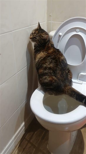 Who needs litter tray when you cat can use toilet 🤣