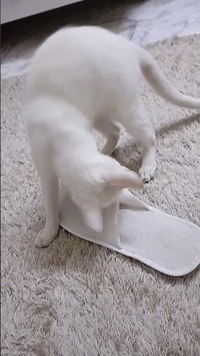 Funny cat videos for kids and for family enjoy your time