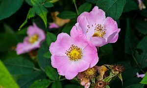 8 Types of Wild Roses for Your Garden