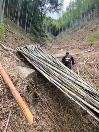 How Farmers Transport Bamboo Down Steep Mountains Safely