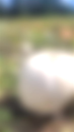 Our pumpkin patch is never ending this year! You can pops of color, center pieces, porch decor, and more right here at the farm. Come see us 10AM-5PM EVERY DAY this month! | Northern Lights Christmas Tree Farm