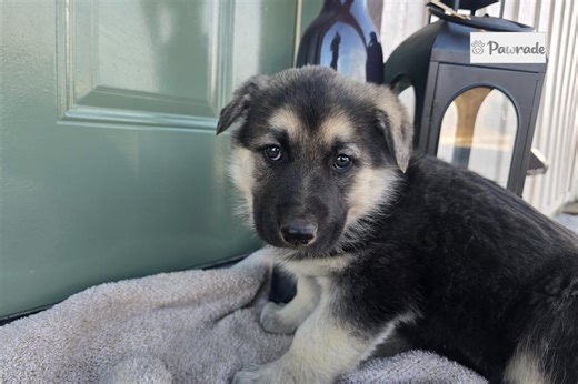 Valkyrie - German Shepherd Puppy 001C00