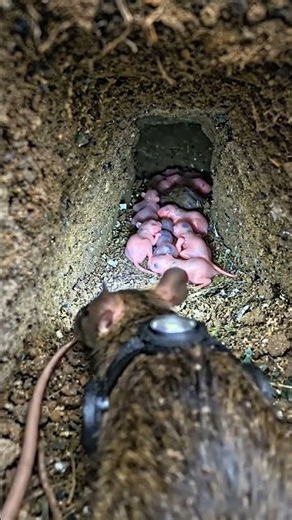 Rare POV: Mother Rat Protecting Her Pups 🐀✨ #wildlife #rat #animals