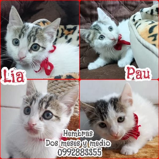 Caso externo ADOPTANOS TIENES LA OPORTUNIDAD DE DEMOSTRAR AMOR...