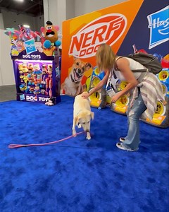 It’s #nationaldogday🐶, so play fetch, jump on your owners, or try take off any of the silly clothes they put on you! Enjoy the day puppers! 🐾🐕🦮🐩🐕‍🦺🦴 | Nerf Dog