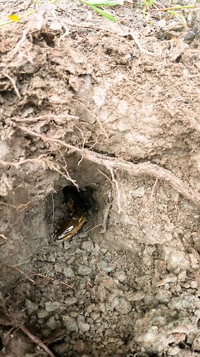 Best Deep Hole Eel Fishing Video #eel #fishinglife #fish #fishing | JP Fishing