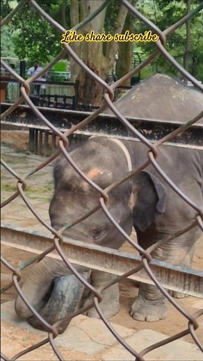 #angry elephant attack on people#elephants at#zoo