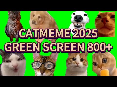 Massive 800 Cat Meme Reactions 😹 | Free Green Screen Compilation#catmemes #catmeme2025