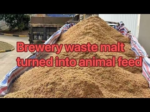 How to dehydrate brewery waste malt and turn it into animal feed or combustion pellets