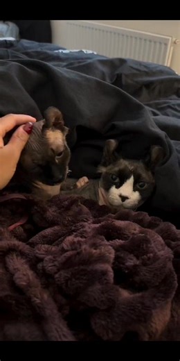 Sphynx kittens available for adoption — please note that some of the younger babies are not yet fully vaccinated. All available kittens who are ready have age-appropriate vet checks and are looking for loving homes in Canada. We currently have multiple litters, including kittens from exceptional lines, and you’re welcome to meet them in person or arrange delivery within reasonable driving distance. They have sweet temperaments, are highly social, and adjust easily to new environments. If you’d l