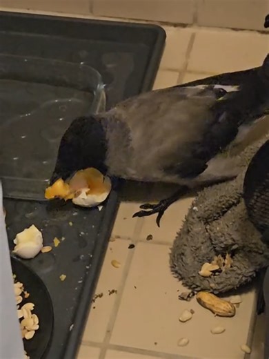 Rescuing a Starving Crow from Snowy Peril
