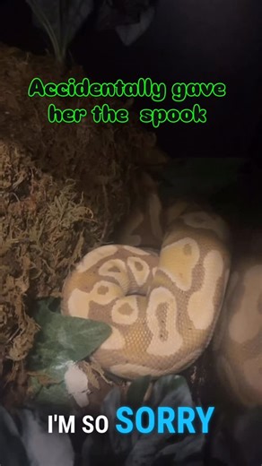 Wesley Jessen | She didn’t appreciate me sneaking up on her while she was periscoping Pebble is my one-eyed banana yellow belly ball python (het... | Instagram