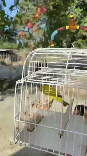 Canario de terra cantando