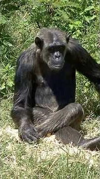 Why Apes Aren't Evolving Into Humans! 🦧 #ScienceExplained