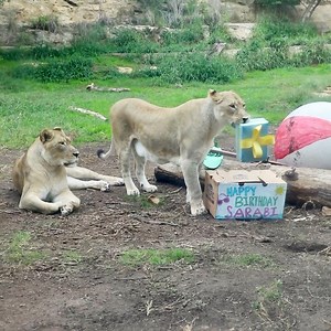 1M views · 7.7K reactions | Sarabi’s birthday bash quickly turned into a pouncing party!  | San Antonio Zoo | Facebook