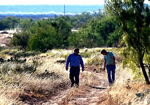 'Indicator species' quail essential for monitoring environmental health of rangeland