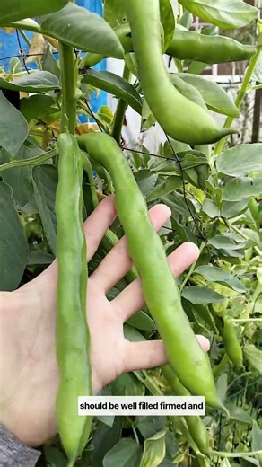 How do you know when your Broad beans are ready to harvest!