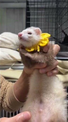 POV: You woke up and chose chaos… but you’re this cute 🐾😆 #ferret #ferrets #adorably #animals #cute