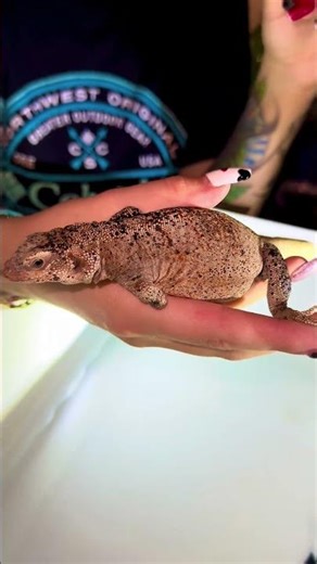 I Built a Desert Chuckwalla Enclosure! 🦎🌵 #shorts#reptiles#chuckwalla#reptileenclosure
