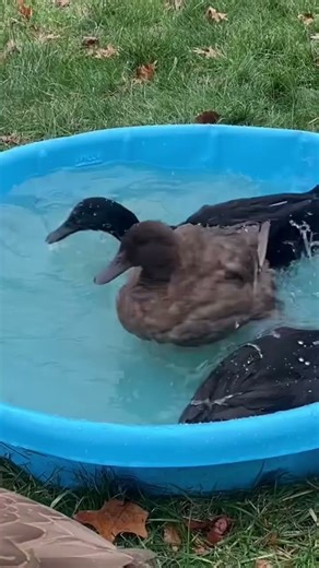 My Ducks Could Not Resist a Swim 🦆💦