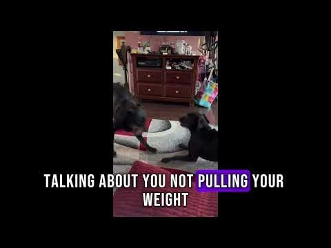 Come Along With Me Funny Dog moments