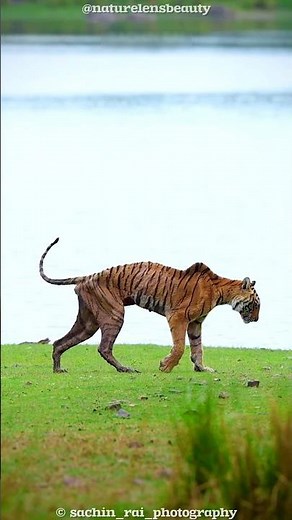 Final Moments of Arrowhead: The Queen Tigress of Ranthambore!
