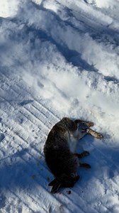 10K views · 24 reactions | After 2 did shells got em! #hunting #reels #rabbit | Jake Outdoorz | Facebook