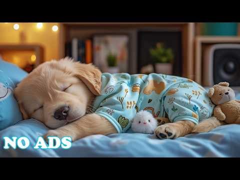 Calming Music for Dogs 🌿 Separation Anxiety Relief Music 🐶 Healing Dog Music & Deep Sleep For Dogs