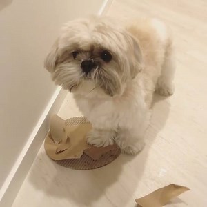 35K views · 3K reactions | That face when he gets caught!  | Shih Tzu | Facebook