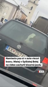 592K views · 2.6K reactions | Matej natočil video, čo ti vyrazí dych  ⁠ ⁠ V Spišskej Belej niekto naložil do kufra auta kravu. ⁠ ⁠ Matej vtipne opísal bizarnú situáciu: „Pozerám, že aký veľký pes tam je, no keď som sa pozrel lepšie, bola to krava."⁠ ⁠ Celý článok nájdeš na webe. ⁠ Zdroj : @matejko265⁠ ⁠ #refreshersk #krava | REFRESHER | Facebook