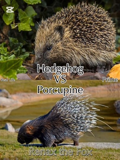 Hedgehog #vs Porcupine