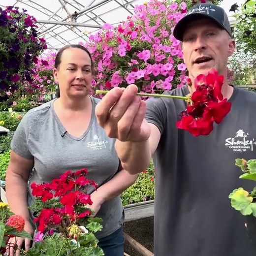 Properly Deadhead & Clean Up Geraniums for BIG Blooms! #gardening #geranium