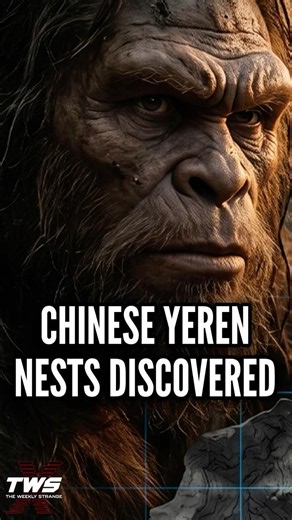 CHINESE YEREN NESTS FOUND DURING EXPEDITION #paranormalpodcast #podcast THE WEEKLY STRANGE