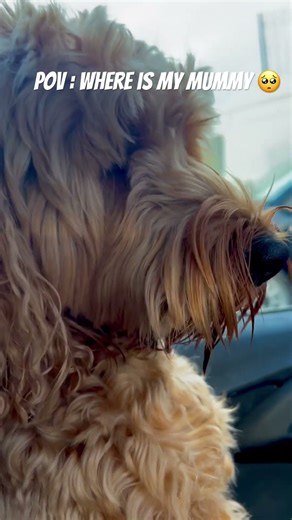 Toby looking for his Mummy 🐶🥺#furbabies #cockapoo